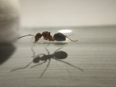 Formica pratensis photo 114