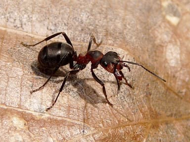 Formica pratensis photo 116