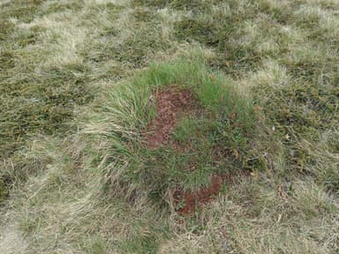 Formica pratensis photo 120
