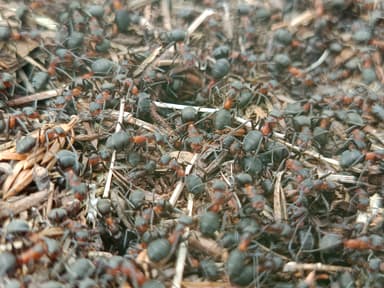 Formica pratensis photo 121