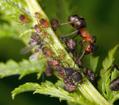 Formica pratensis photo 123