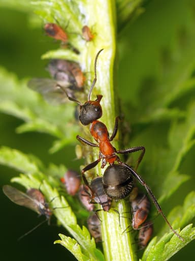 Formica pratensis photo 124