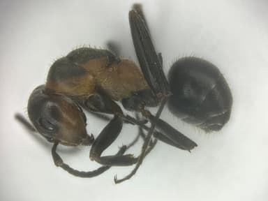 Formica pratensis — queen photo 125