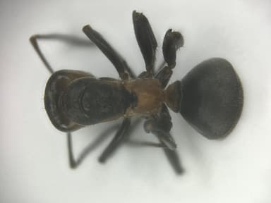 Formica pratensis — queen photo 126