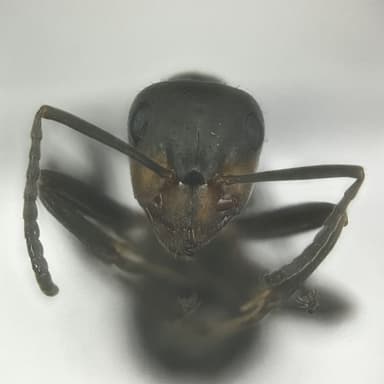 Formica pratensis — queen photo 127