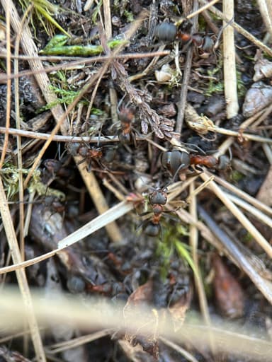 Formica pratensis — queen photo 128