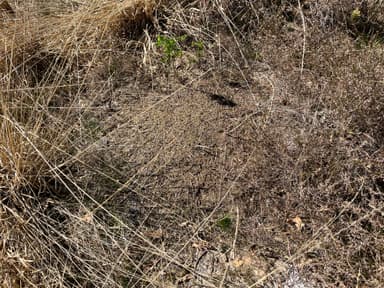 Formica pratensis — queen photo 130