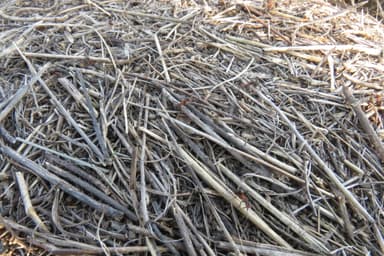 Formica pratensis photo 131