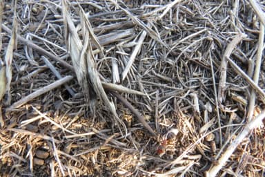 Formica pratensis photo 132