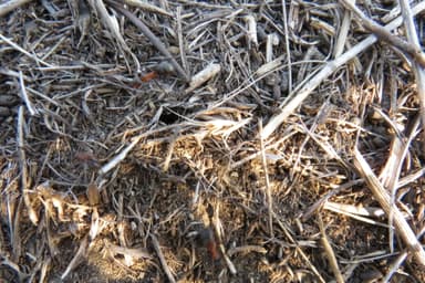 Formica pratensis photo 133