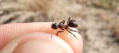 Formica pratensis — colony photo 138