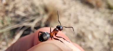 Formica pratensis — colony photo 139