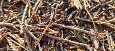 Formica pratensis — colony photo 141