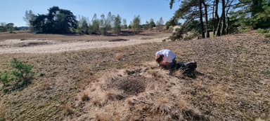 Formica pratensis — colony photo 148
