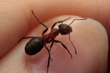 Formica pratensis photo 151