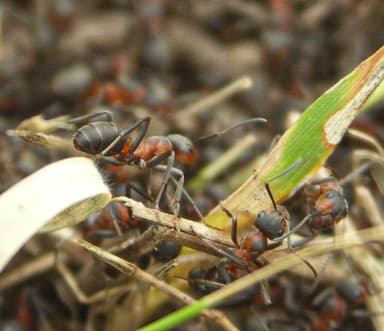 Formica pratensis photo 152