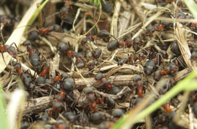 Formica pratensis photo 153