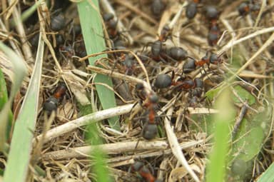 Formica pratensis photo 154