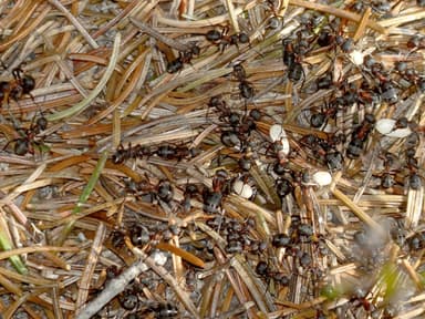 Formica pratensis photo 156
