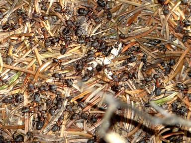 Formica pratensis photo 157