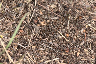 Formica pratensis photo 7