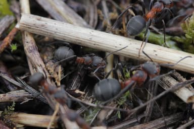 Formica pratensis photo 8