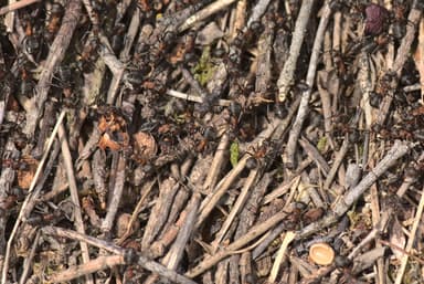 Formica pratensis photo 10