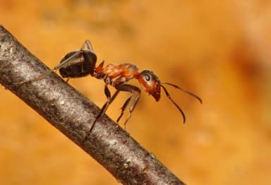 Formica pratensis photo 11