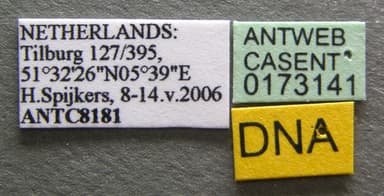 Formica pratensis photo 13