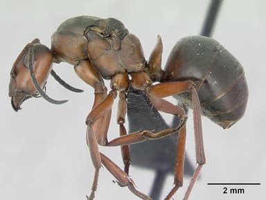Formica pratensis — queen photo 18