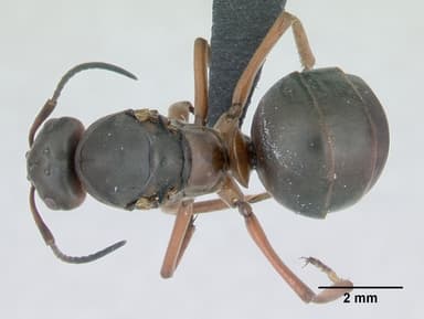 Formica pratensis — queen photo 19