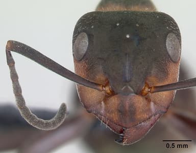Formica pratensis — queen photo 21