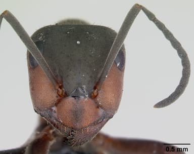 Formica pratensis — queen photo 22