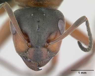 Formica pratensis — queen photo 23
