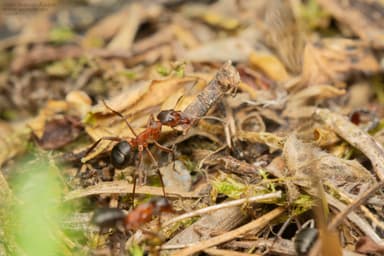 Formica pressilabris photo 14
