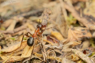 Formica pressilabris photo 17