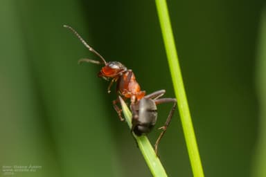 Formica pressilabris photo 18