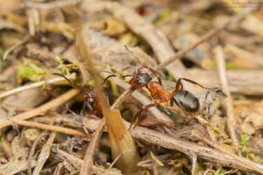 Formica pressilabris photo 19