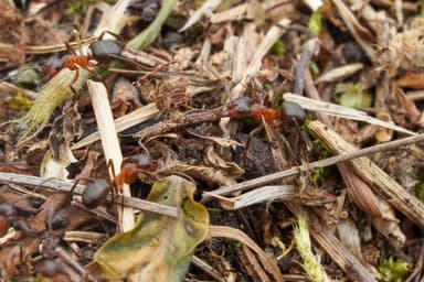 Formica pressilabris photo 37