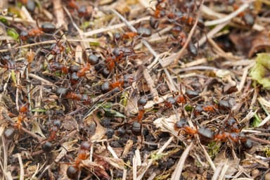 Formica pressilabris photo 39