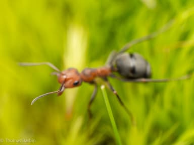 Formica ravida photo 9