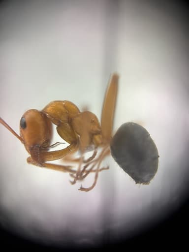 Formica ravida photo 17
