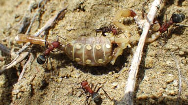 Formica ravida — worker photo 27