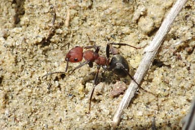 Formica ravida — worker photo 34