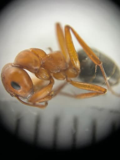 Formica ravida photo 38