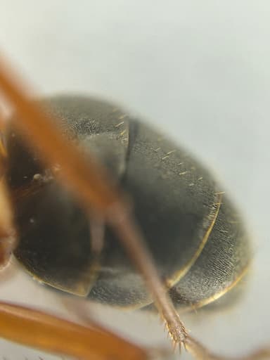 Formica ravida photo 41