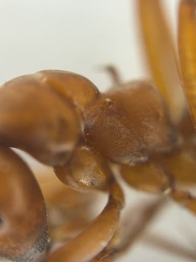 Formica ravida photo 42