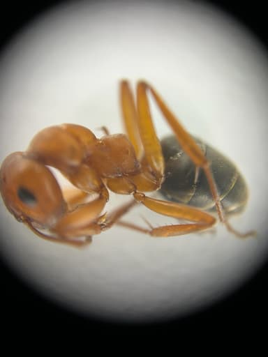 Formica ravida photo 44