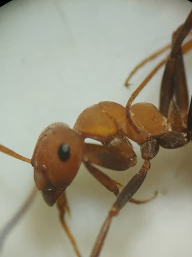 Formica ravida photo 51