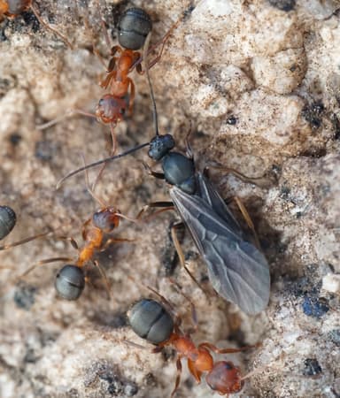 Formica ravida — colony photo 64